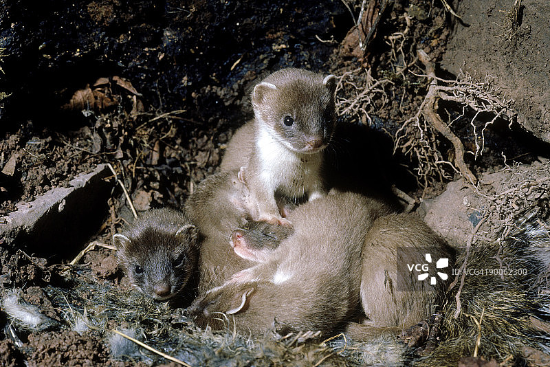 在巢穴中的鼬鼠幼崽图片素材