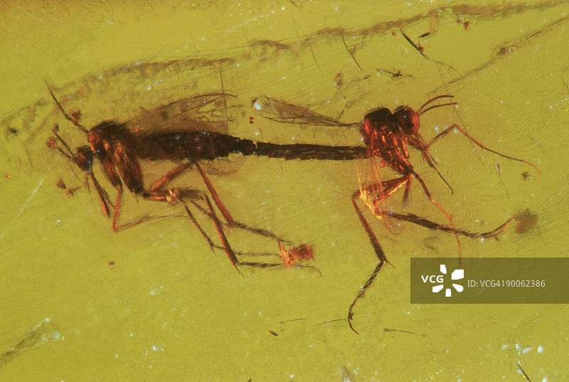 困在琥珀中的史前交配苍蝇图片素材