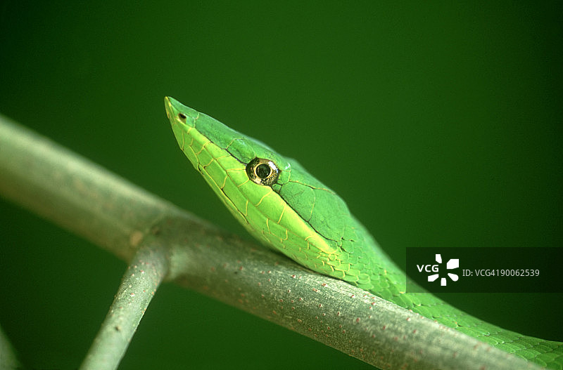 绿树蛇：巴西坦博帕塔河图片素材