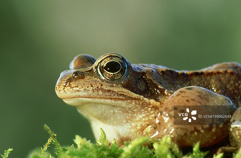 欧洲常见青蛙，颞褶蛙，德国图片素材