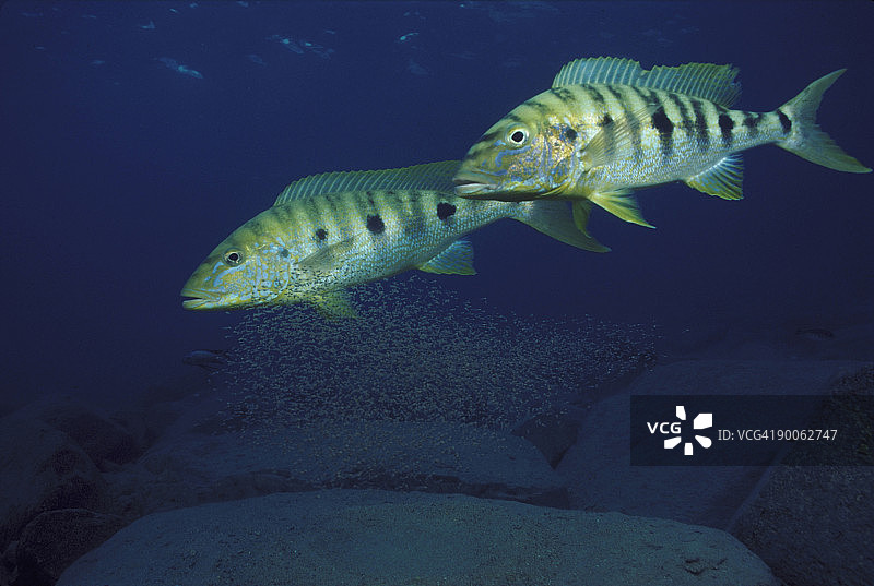 坦桑尼亚坦噶尼喀湖的帝王鲷和小鱼图片素材