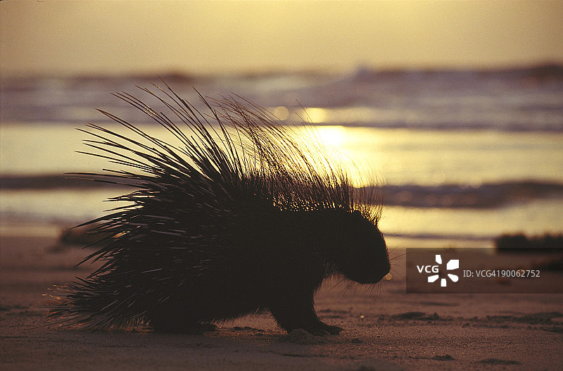 东非海岸的 crested 豪猪图片素材