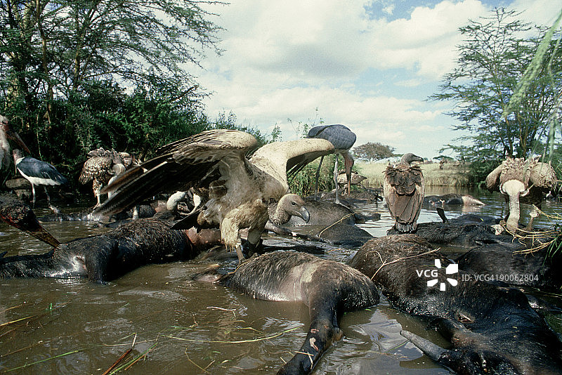 塞伦盖蒂河中角马尸体上的秃鹫和非洲秃鹳图片素材