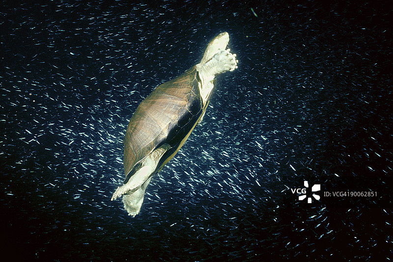 锯齿铰链龟与沙丁鱼群，坦噶尼喀湖图片素材