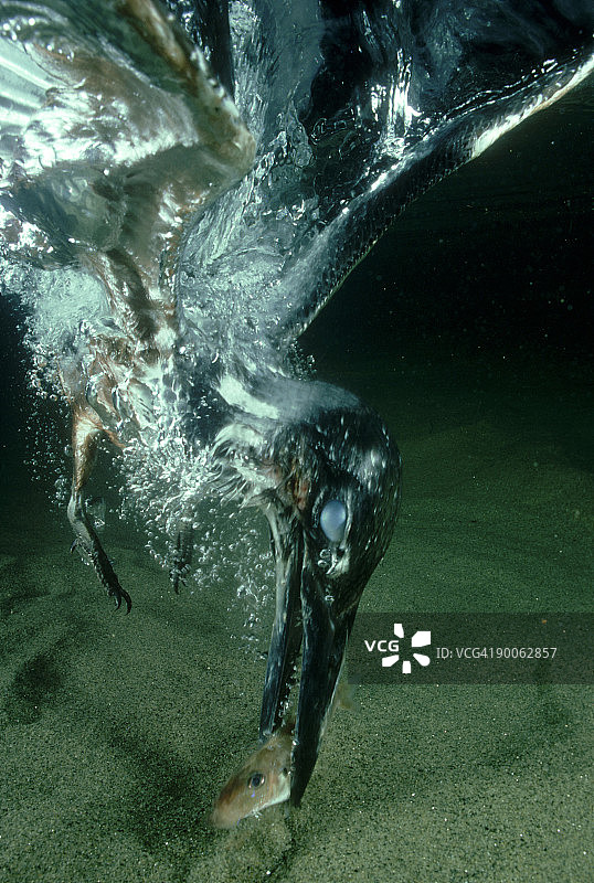 非洲大翠鸟在坦噶尼喀湖捕鱼图片素材