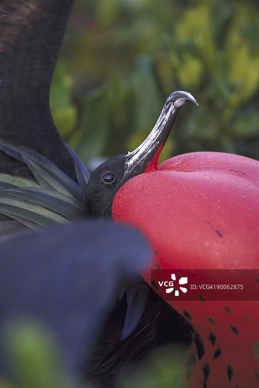 军舰鸟图片素材