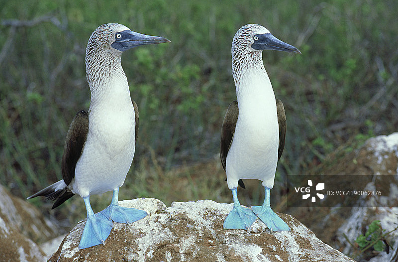 蓝脚鲣鸟（加拉帕戈斯群岛）图片素材