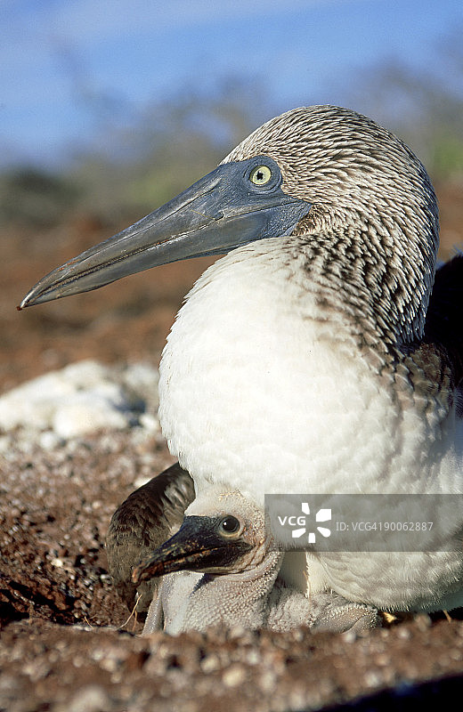 蓝脚鲣鸟图片素材