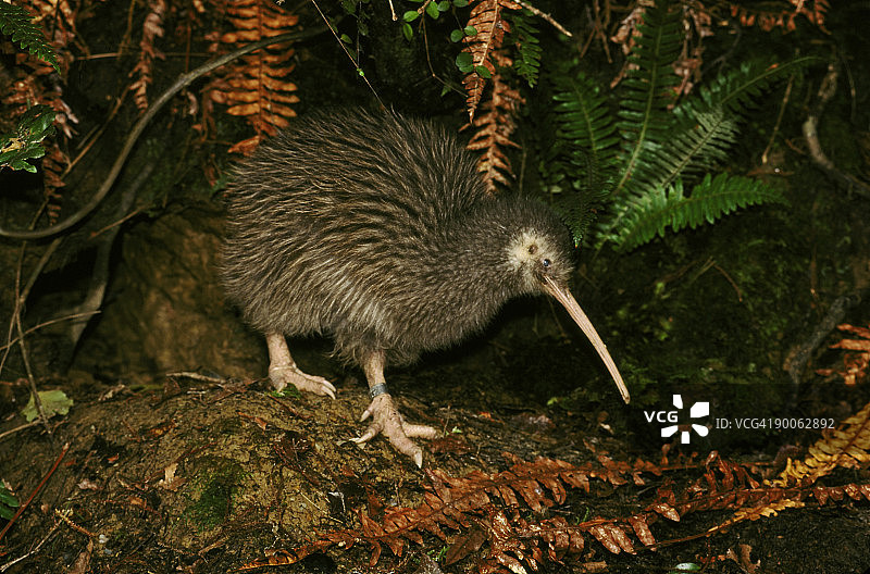 奥卡里托棕色几维鸟图片素材