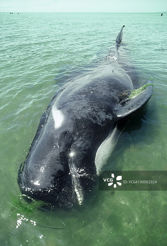 搁浅的雄性长肢领航鲸，位于新西兰南岛金湾图片素材