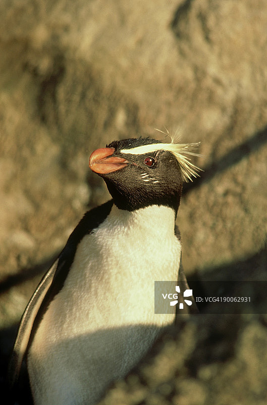凤冠企鹅：新西兰成年企鹅回巢图片素材