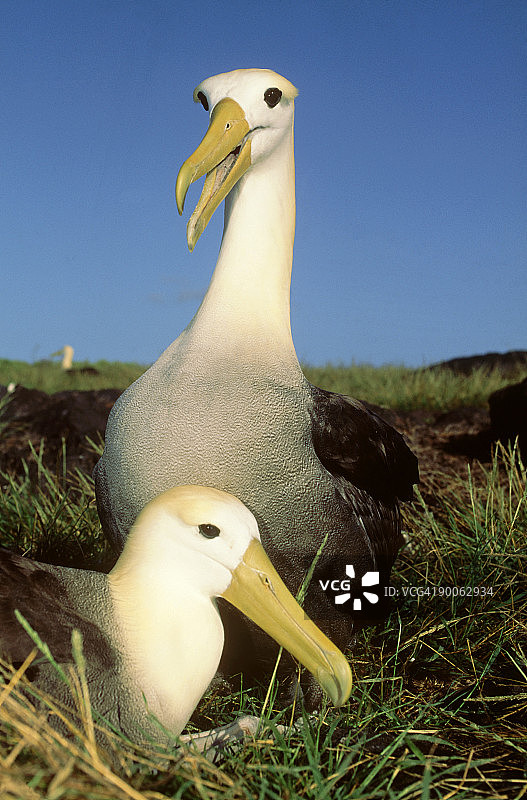 波纹信天翁，爱情配对，蓬塔塞瓦略斯，埃斯帕尼奥拉岛，加拉帕戈斯群岛图片素材