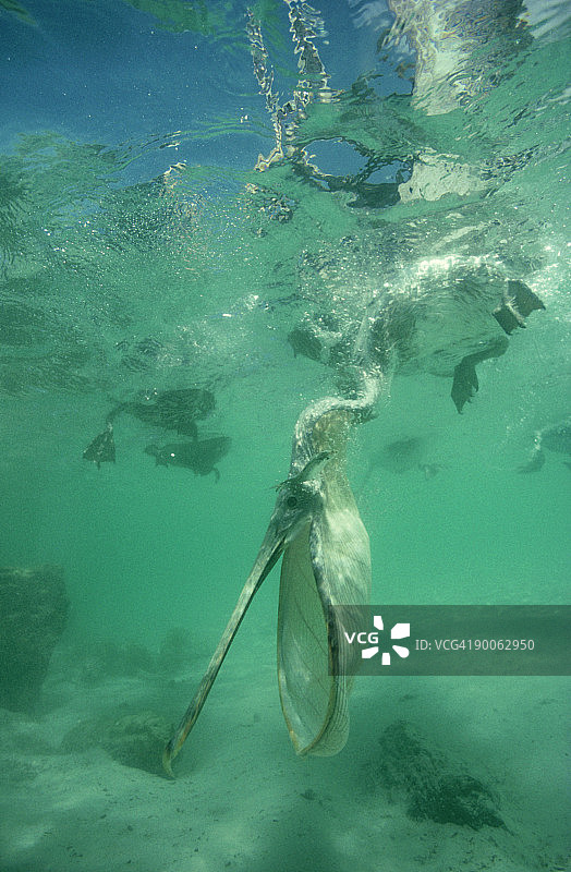 加拉帕戈斯群岛圣克鲁斯岛，棕色鹈鹕：西方鹈鹕，在池中猛扑向鲻鱼图片素材