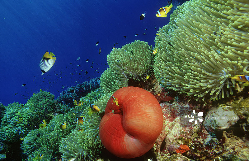 双带刺盖小丑鱼和地毯海葵，红海，埃及图片素材