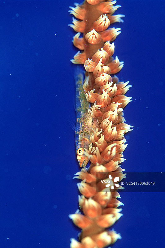 红海约翰礁的杨氏丝鰕虎鱼图片素材