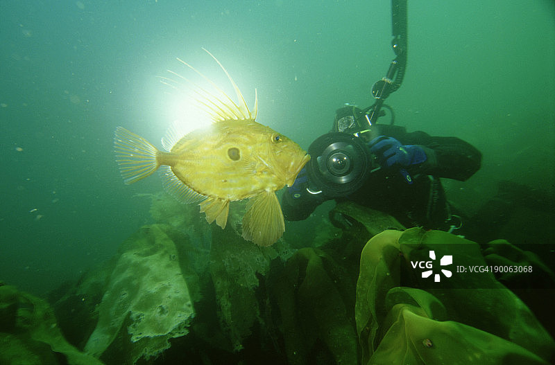 刺鲆，泽于和潜水员图片素材