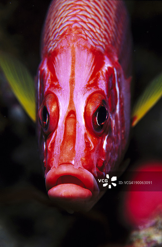 红海戈登礁的 soldierfish 肖像图片素材