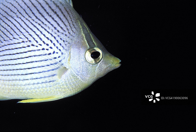 四眼蝶鱼图片素材