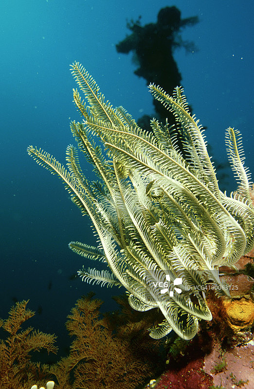 红海扇，gorgonia sp，印尼林卡岛图片素材