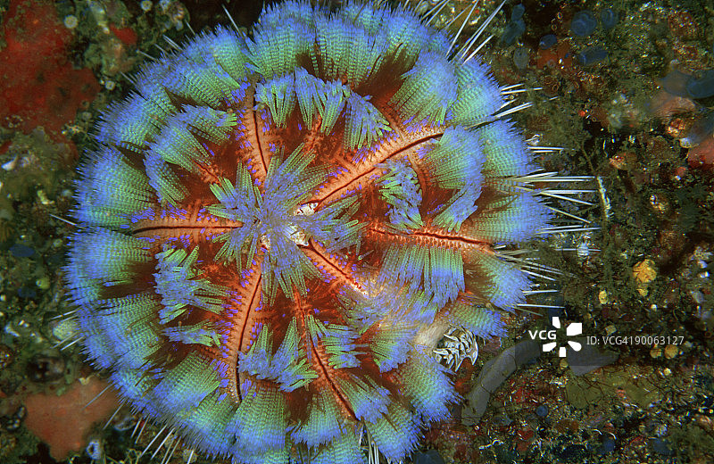 火海胆，科莫多岛，印度尼西亚图片素材
