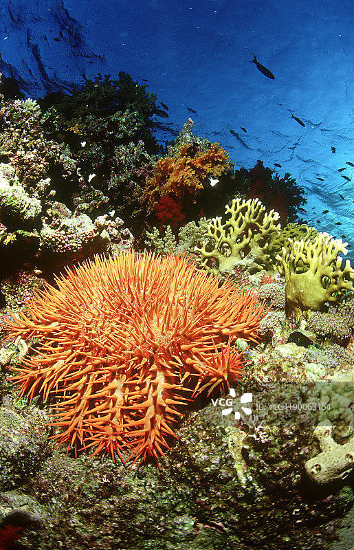 棘冠海星：在红海蒂朗岛南部泻湖吞噬硬珊瑚图片素材
