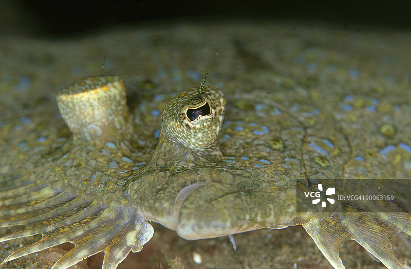 天堂礁石上的月亮孔雀比目鱼图片素材