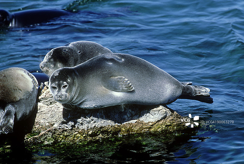 贝加尔海豹：西伯利亚海豹在乌什卡尼岛晒太阳，苏联图片素材