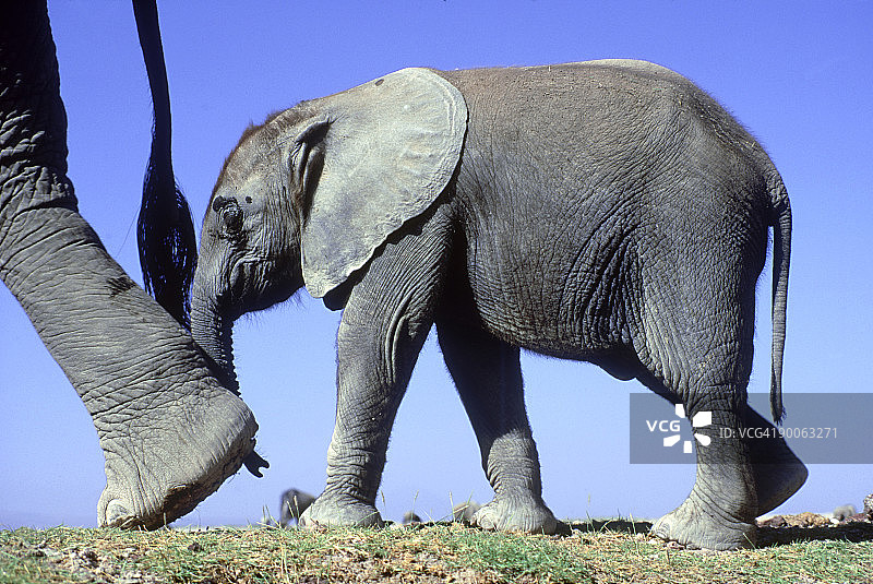 非洲象：肯尼亚安博塞利国家公园行走的小象图片素材