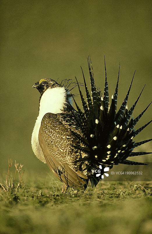 科罗拉多州艾草松鸡图片素材