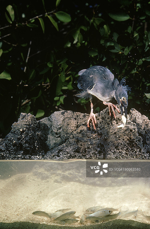 加拉帕戈斯群岛的熔岩鹭捕鱼图片素材