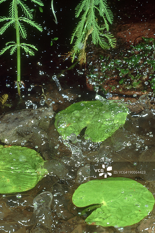雨落池塘图片素材