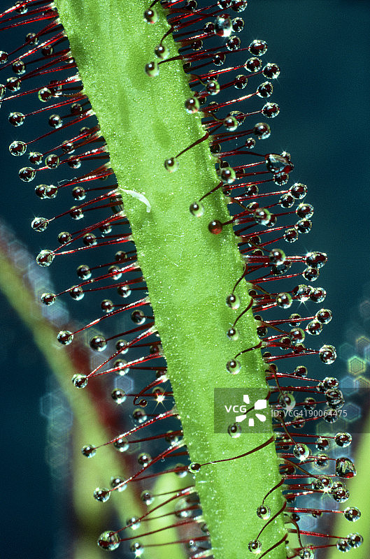 好望角茅膏菜叶图片素材