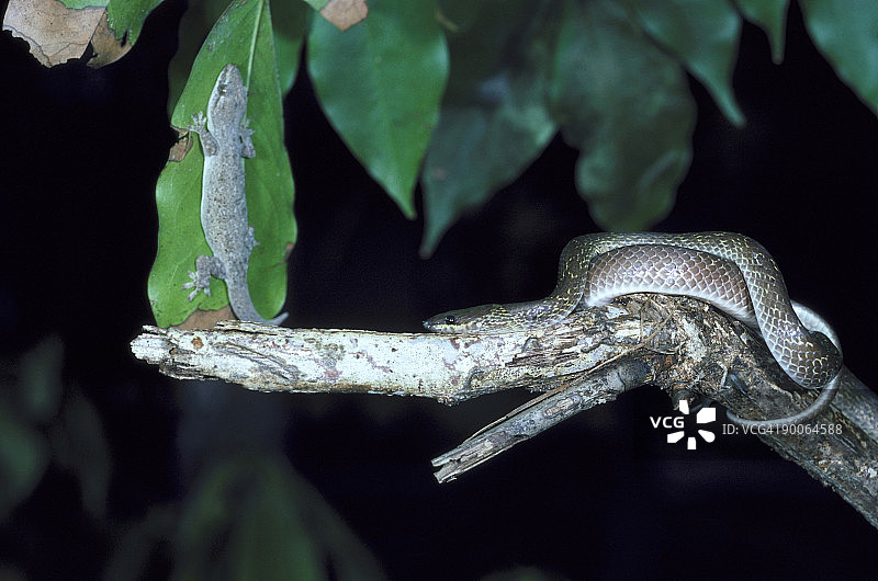 常见壁虎图片素材