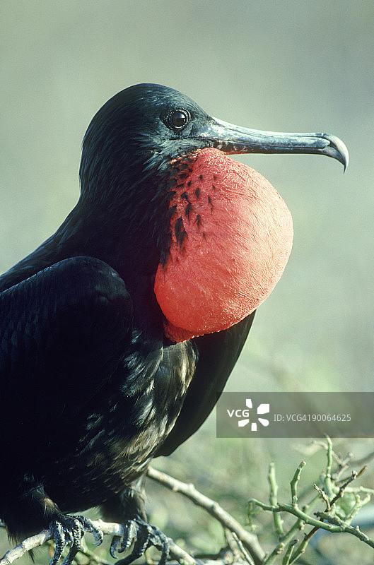 军舰鸟：加拉帕戈斯群岛的丽色军舰鸟图片素材