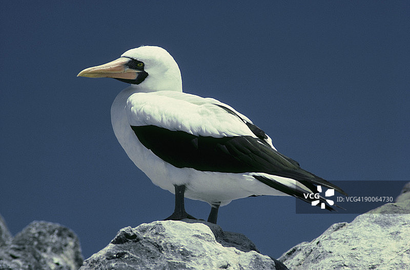 masked booby: sula dactylatra  galapagos islands图片素材
