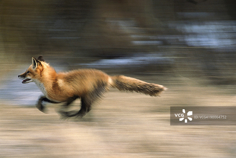 奔跑中的红狐（Vulpes vulpes），美国蒙大拿州图片素材