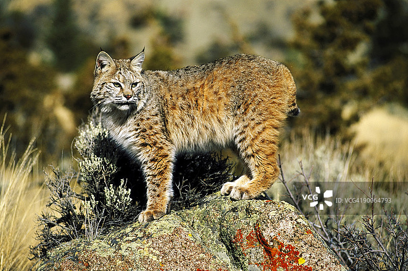 短尾猫（蒙大拿州，美国）图片素材