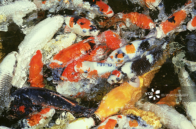 锦鲤（Cyprinus carpio），新加坡图片素材