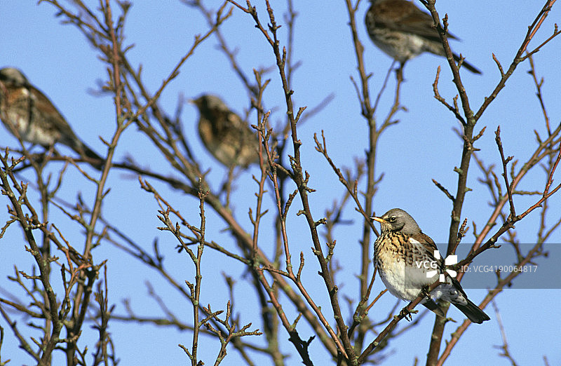 英国诺福克郡，裸树上的 European fieldfare 鸟群图片素材