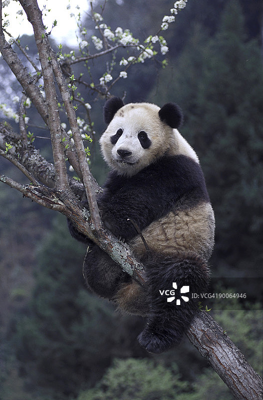 四川中国的大熊猫图片素材