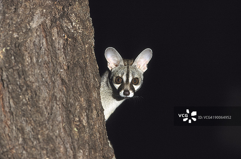 小型斑点/普通麝猫图片素材