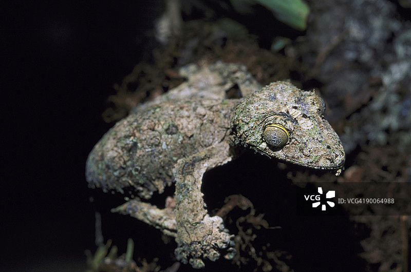 西科拉叶尾守宫，马达加斯加图片素材