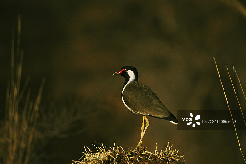 红胸瓣蹼鹬，印度伦滕波尔国家公园图片素材