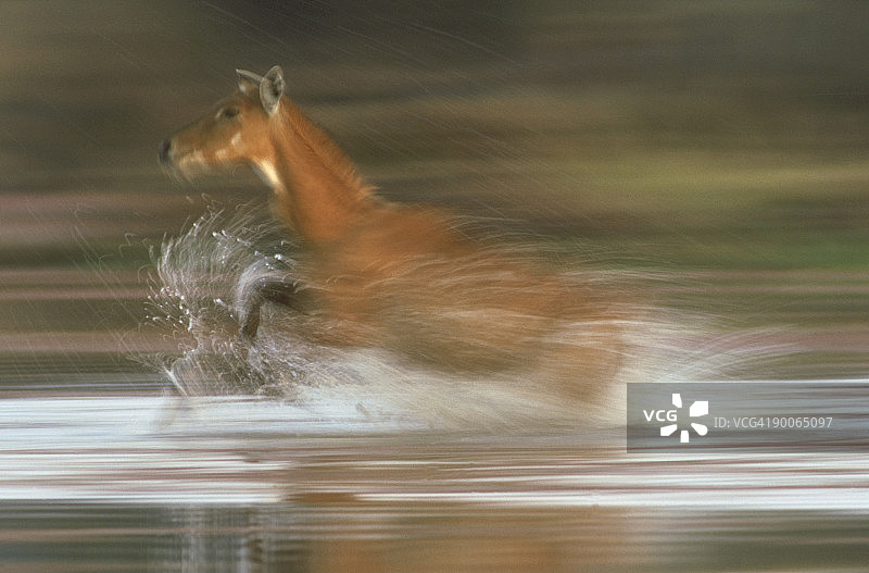 印度蓝牛图片素材