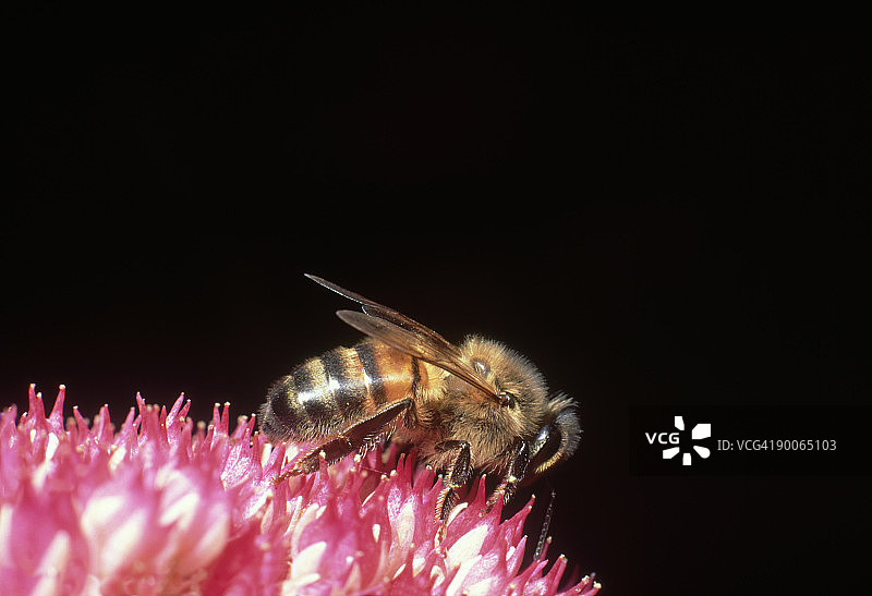 蜜蜂在冰叶日中花上采蜜（英国威尔士）图片素材
