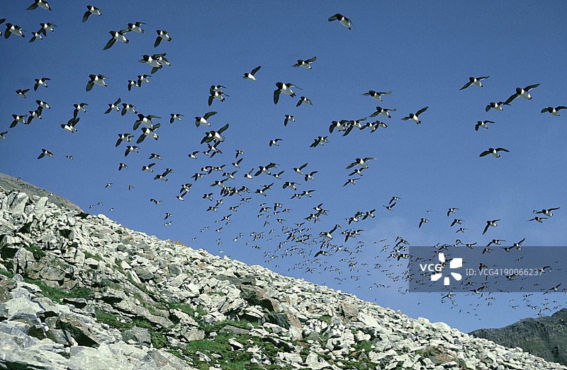 小海雀图片素材