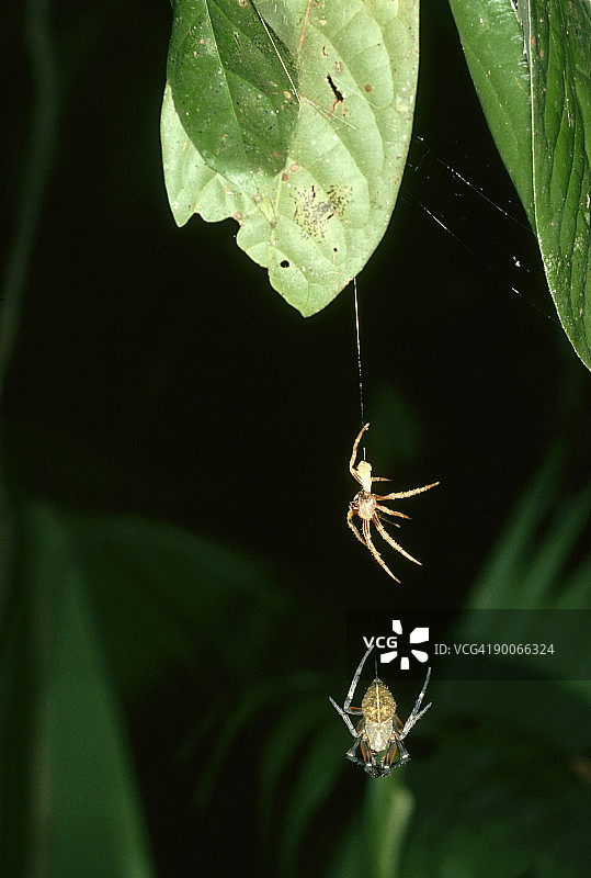 球体蜘蛛：Nephila sp.，蜕皮，哥斯达黎加图片素材