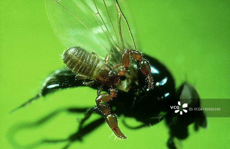 pseudoscorpion: 顺风车图片素材