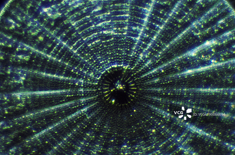 硅藻土图片素材