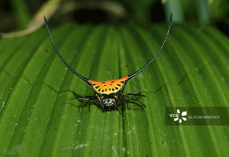 圆网蛛，弯刺颈蛛，沙捞越图片素材